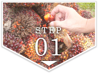 step1　プランテーション